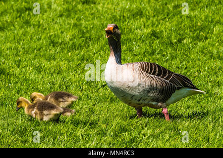 Graugans und Gänschen bei Chartwell, Kent, Großbritannien Stockfoto