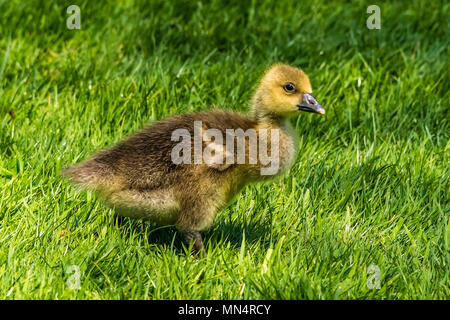 Graugans Küken bei Chartwell, Kent, Großbritannien Stockfoto