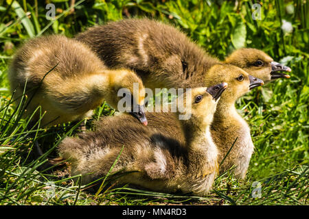 Vier Graugänse Küken Sonnenbaden an Chartwell, Kent, Großbritannien Stockfoto