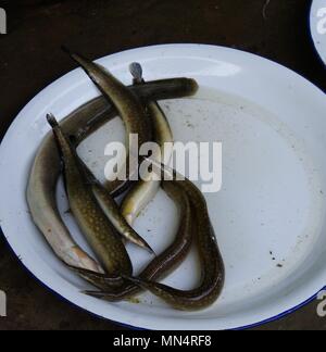 Neunauge Fische auf der Platte auf dem Markt der Mandalay, Myanmar Stockfoto