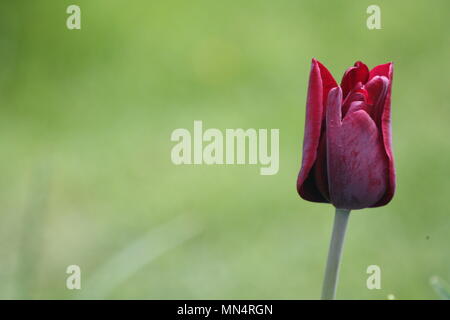 Solo lila Tulpe Stockfoto