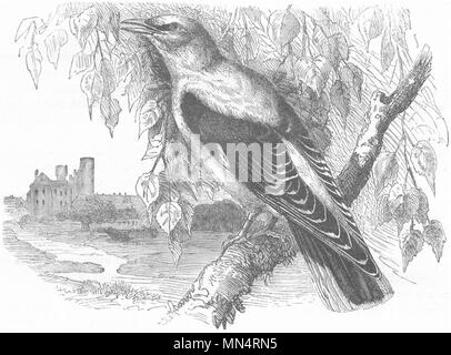 Vögel. Raven. Starling. Pirol Pirol, c 1870 antike Bild drucken Stockfoto