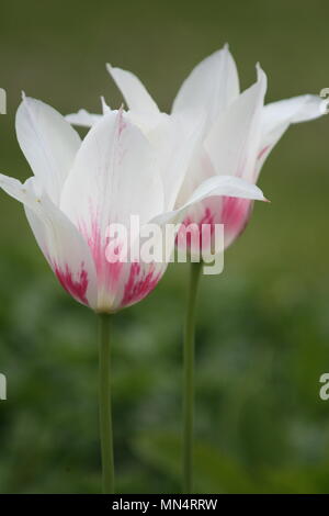 Raspberry Ripple Reflexionen Stockfoto