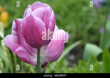 Rosa lila Tulpe Duo Stockfoto