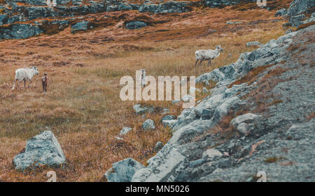 Norwegen, Jungen Rentiere wandern in der Natur nördlich von Hammerfest im Sommer Stockfoto