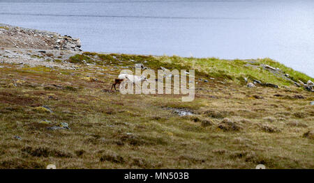 Norwegen, Jungen Rentiere wandern in der Natur nördlich von Hammerfest im Sommer Stockfoto