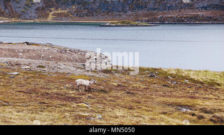 Norwegen, Jungen Rentiere wandern in der Natur nördlich von Hammerfest im Sommer Stockfoto