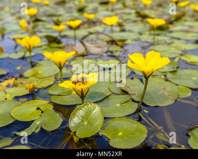 Dichte schwimmende frisches Wasser Vegetation gesäumten Wasserlilie (nymphoides Peltata) mit einer Biene Essen aus Nektar Stockfoto