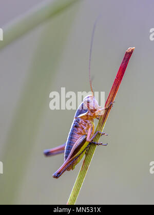 Juvenile Bog Bush Cricket (Metrioptera brachyptera) auf Gras Stockfoto