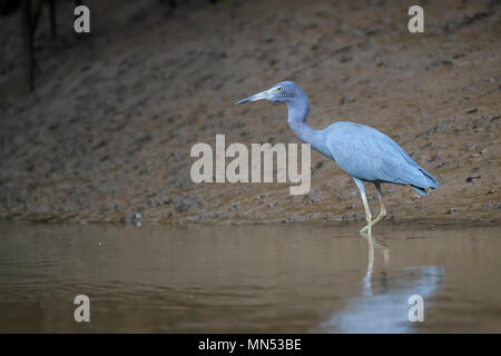 Little Blue Heron - Egretta caerulea, blau grauen Reiher aus der Neuen Welt frisches Wasser und Mangroven, Costa Rica. Stockfoto