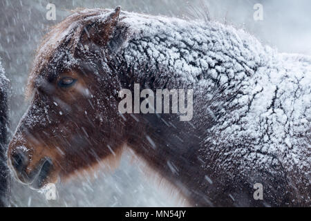 Ponys im Schnee im Winter, milborne Port, Somerset, England, Großbritannien Stockfoto