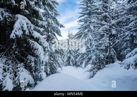 Schnee auf den Bäumen, La Tzoumaz, Wallis, Schweiz, Stockfoto