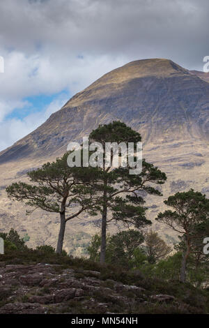 Caledonian Kiefern über Loch Torridon, Ben Damh Immobilien, Wester Ross, Schottland, Großbritannien Stockfoto