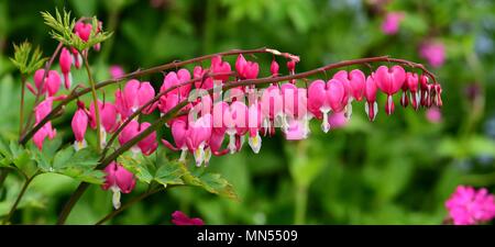 Nahaufnahme von Campanula pyramidalis Blumen Stockfoto