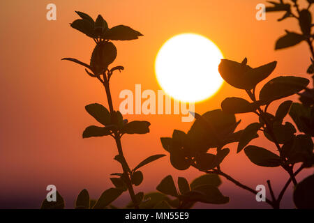 Schönen Kontrast Bild von klaren Silhouetten von Ästen mit dunkelgrünen Blätter gegen große helle weiße Sonne auf dramatische orange Goldgelb Stockfoto