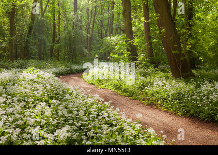 UK Wetter: am frühen Morgen Licht auf Bärlauch (Allium ursinum), die in einer englischen Wälder im Frühjahr. Brumby Holz, Scunthorpe, North Lincolnshire, Großbritannien. 11 t Stockfoto