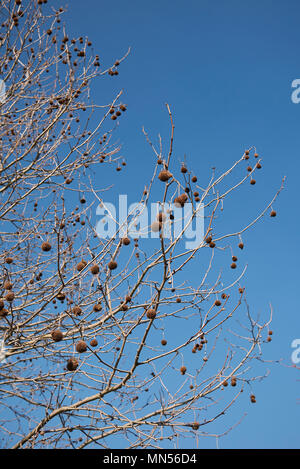 Platanus Baum mit Früchten Stockfoto