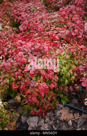 Zwerg nandina domestica Strauch Stockfoto