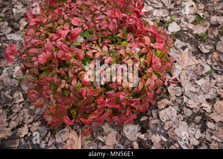 Zwerg nandina domestica Strauch Stockfoto
