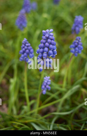 Muscari armeniacum blühen Stockfoto