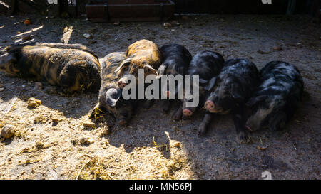 Baby Schweine zusammen auf dem Boden liegen und Stockfoto