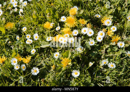 Löwenzahn (Taraxacum officinalis) und Gänseblümchen (Bellis perennis) auf einem Gras kurz im Frühling wächst Stockfoto