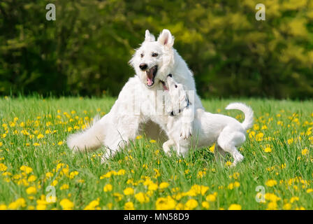 Ein Weisser Schweizer Schäferhund und ein Jack Russell Terrier, zusammen zu spielen, beide weiß beschichtet Hunde sind glücklich und Austoben auf einer blühenden Frühlingswiese Stockfoto