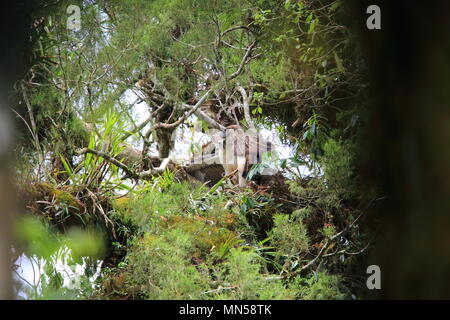 Großer philippinischer Adler (Pithecophaga jefferyi) in Mindanao, Philippinen Stockfoto