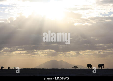 Elefanten Silhouette gegen den Kilimanjaro Stockfoto