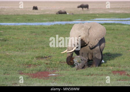 Junger Elefant spielt mit dem Wasser im Sumpf landet im Amboseli Nationalpark Stockfoto