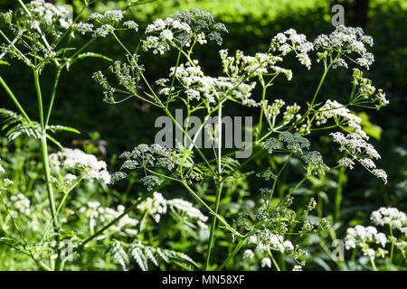 Kuh Petersilie (Nahaufnahme) Anthriscus Sylvestris, Foots Cray Wiesen, Albany Park, Kent. Großbritannien Stockfoto