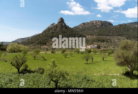 Soller Tal in der Serra de Tramuntana, im Norden Mallorca, Balearen, Spanien. 2018. Ein Bauernhof lösen Stockfoto