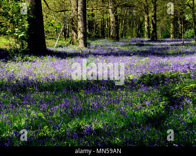 Eine schöne Darstellung der Englischen Bluebells (Hyacinthoides non-scripta) im Großen Wald, in der Nähe von Blickling in Norfolk, England, im Mai 2018. Stockfoto