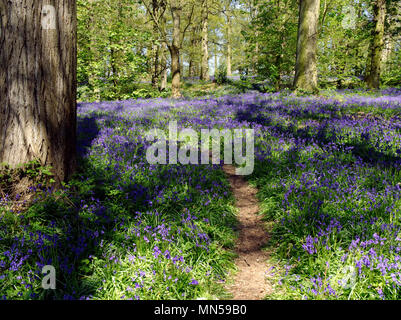 Eine schöne Darstellung der Englischen Bluebells (Hyacinthoides non-scripta) im Großen Wald, in der Nähe von Blickling in Norfolk, England, im Mai 2018. Stockfoto