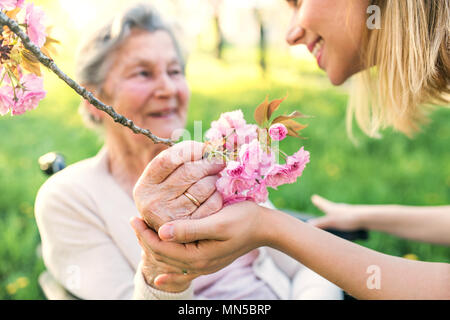 Ältere Großmutter im Rollstuhl mit Eine nicht erkennbare erwachsenen Enkelin außerhalb im Frühjahr die Natur. Stockfoto