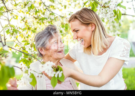 Ältere Großmutter und Enkelin eines Erwachsenen draußen stehen unter Baum im Frühling Natur, Lachen. Stockfoto