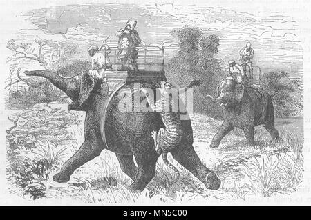 Indien. Tiger - Jagd mit Elefanten c 1880 alte antike vintage Bild drucken Stockfoto