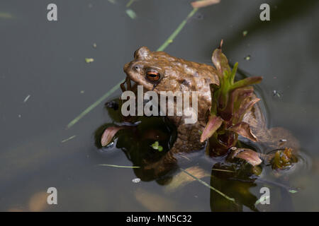 Erdkröte (Bufo bufo), die Feder im flachen Pool. Stockfoto