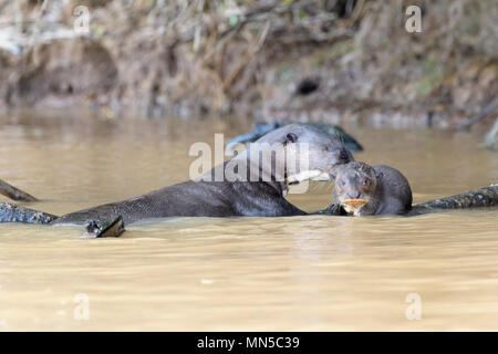 Riesenotter (Pteronura brasiliensis) nach Reinigung Cub in Wasser, Pantanal, Mato Grosso, Brasilien. Stockfoto