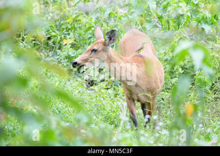 Marsh Rotwild (Blastocerus Dichotomus) Weiblich, Fütterung auf Blätter im Wald Pantanal, Brasilien Stockfoto