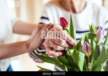 Hände von Eine nicht erkennbare Alte und Junge Frau Blumen in eine Vase. Stockfoto