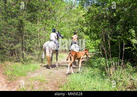 Zwei Fahrer wandern im grünen Wald von Pferden. Kleinen Niedlichen Fohlen folgenden Erwachsene. Ansicht von hinten. Sommer Familie Tätigkeit Konzept Stockfoto