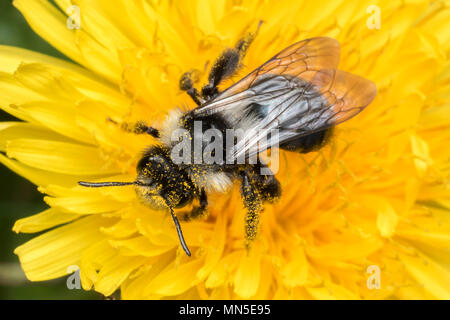 Ashy Bergbau Biene (Andrena zinerarie) Fütterung auf Löwenzahn Blume. Tipperary, Irland Stockfoto