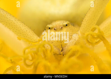 Crab Spider (Misumena vatia) wartet auf Beute auf Löwenzahn Blume. Tipperary, Irland Stockfoto