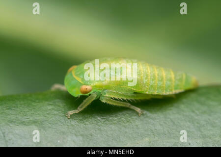 Leafhopper Nymphe in der Familie Cicadellidae ruht auf Blatt. Tipperary, Irland Stockfoto