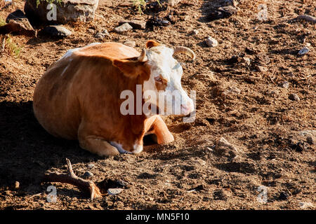 Ein schönes und gesundes Weiß-Braun Kuh sitzen und ruht auf einem Schmutz-Oberfläche in einer ländlichen Gegend. Stockfoto