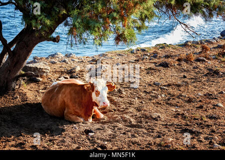 Ein schönes und gesundes Weiß-Braun Kuh Sitzen und Ruhen unter einem Baum an einem Schmutz-Oberfläche in der Nähe der Küste in einer ländlichen Gegend. Stockfoto