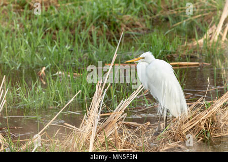 Silberreiher Ardea alba jagt Entwässerung der Löss Hügeln im Nordwesten von Iowa, während nördlich entlang der Big Sioux River geleitet. Stockfoto