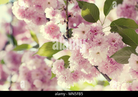 Romantische Hochzeit oder eine Geschenkkarte Hintergrund mit Sakura Blüten in einer Feder. Schöne sanfte rosa Blumen unter Sonnenlicht Stockfoto