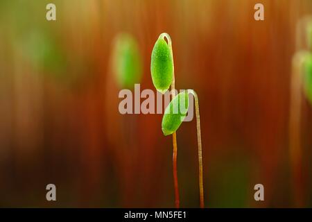 Spore Kapseln eines Mooses, Pohlia nutans Stockfoto